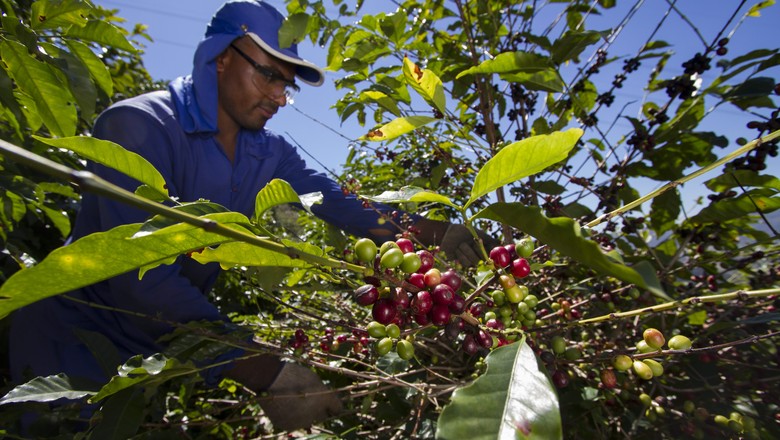 Safra de café arábica deve subir entre 18 e 24,5% no Estado de SP este ano