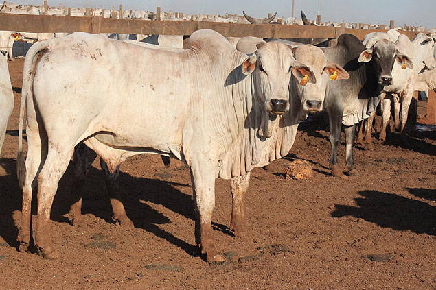 Brasil dará salto no mercado agrícola em dez anos, preveem EUA