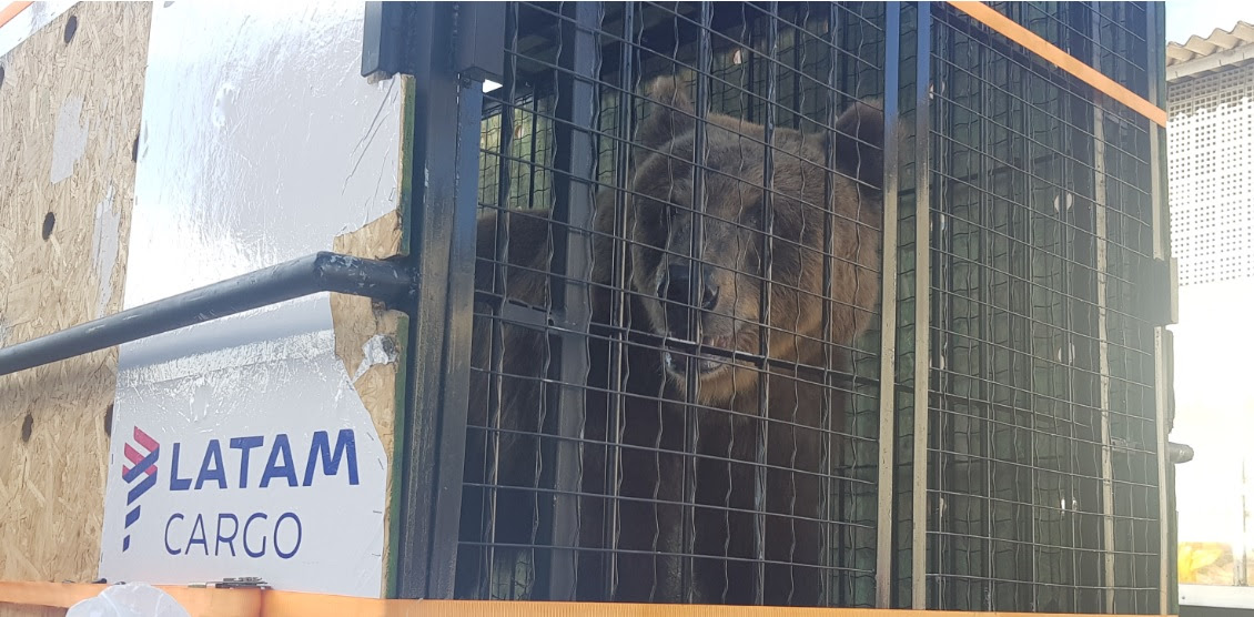 LATAM Cargo transporta mais um urso de Salvador para São Paulo