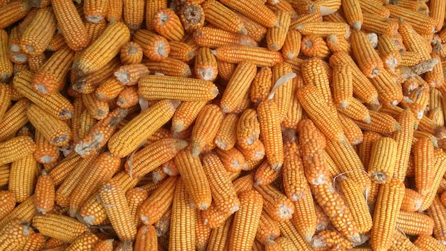 Freto registra aumento de 39% no movimento de cargas do Agro em setembro